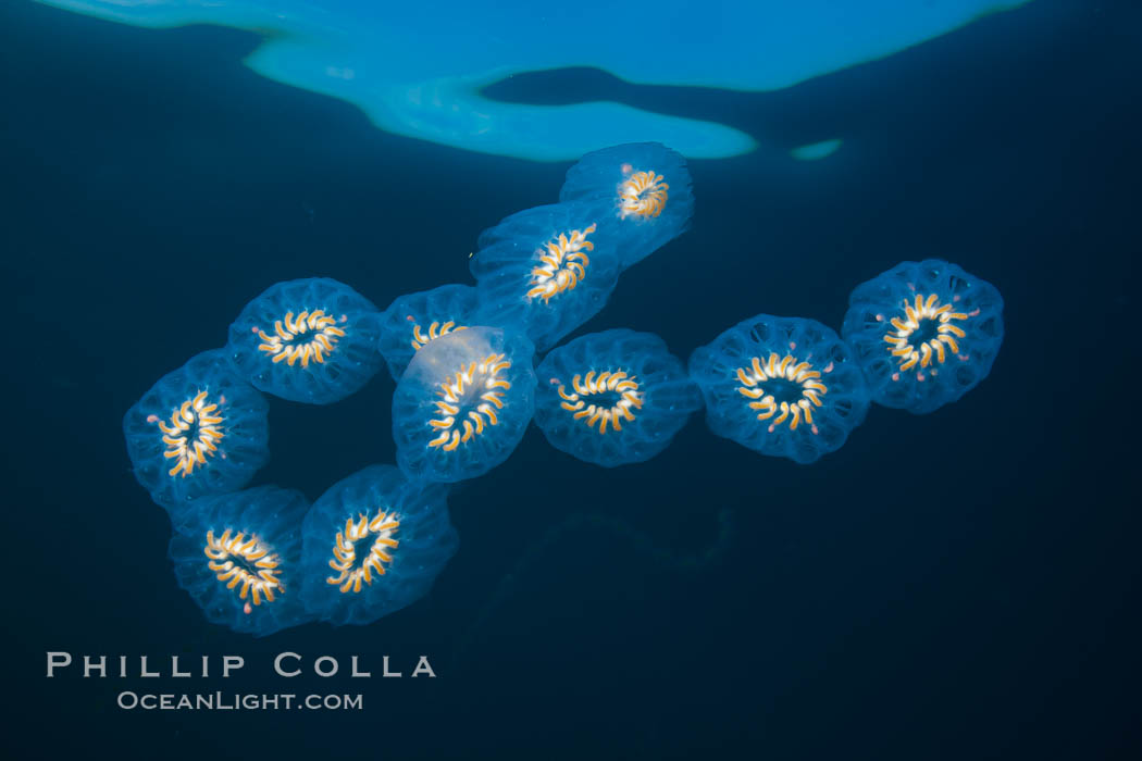 Colonial planktonic pelagic tunicate, adrift in the open ocean, forms rings and chains as it drifts with ocean currents. San Diego, California, USA, Cyclosalpa affinis, natural history stock photograph, photo id 26833