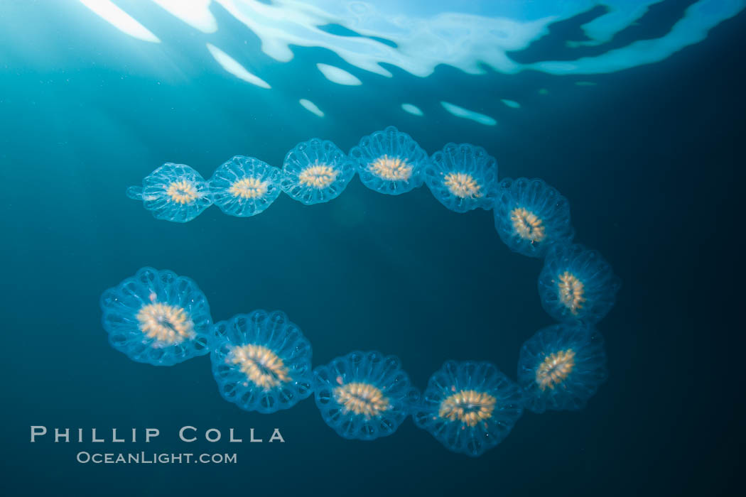 Colonial planktonic pelagic tunicate, adrift in the open ocean, forms rings and chains as it drifts with ocean currents. San Diego, California, USA, Cyclosalpa affinis, natural history stock photograph, photo id 26841