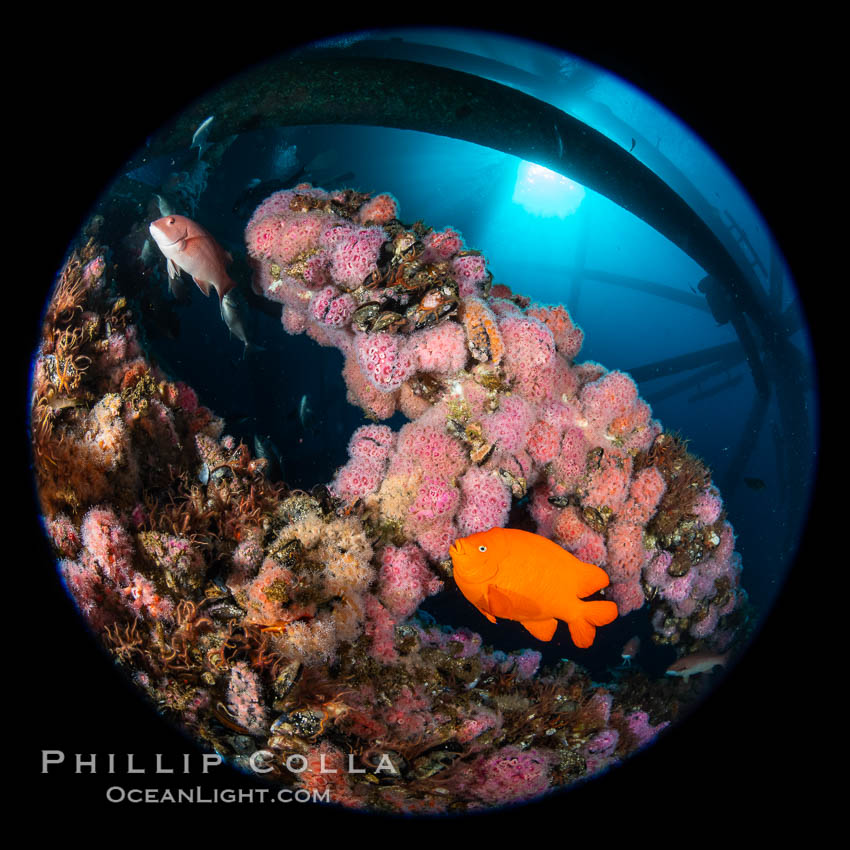 Oil Rig Ellen and Elly with invertebrate life growing on it and fish swimming around. Long Beach, California, USA, Corynactis californica, natural history stock photograph, photo id 34658