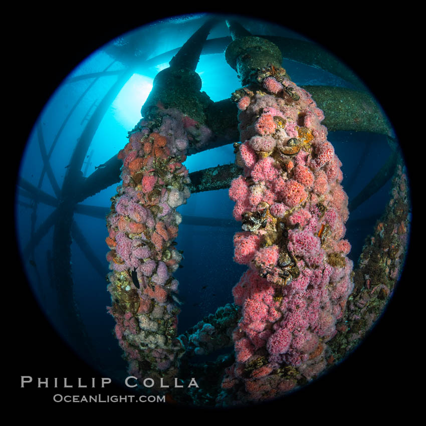 Oil Rig Ellen and Elly with invertebrate life growing on it and fish swimming around. Long Beach, California, USA, natural history stock photograph, photo id 34666