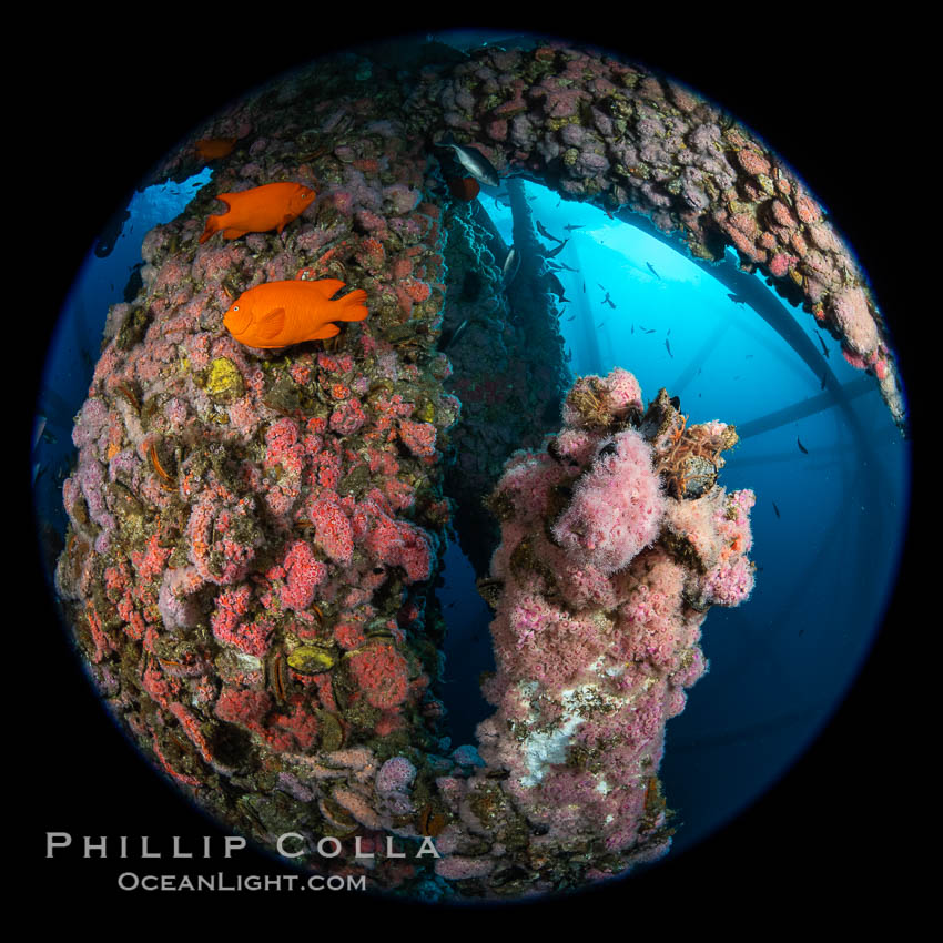 Oil Rig Ellen and Elly with invertebrate life growing on it and fish swimming around. Long Beach, California, USA, natural history stock photograph, photo id 34668