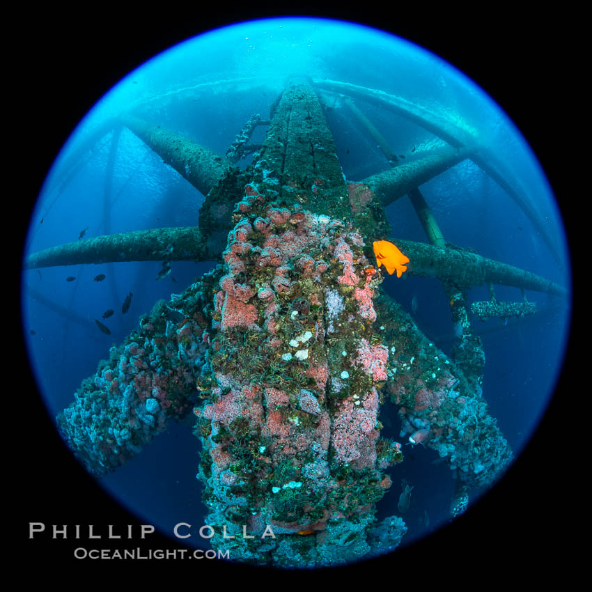 Oil Rig Ellen and Elly with invertebrate life growing on it and fish swimming around. Long Beach, California, USA, natural history stock photograph, photo id 34667