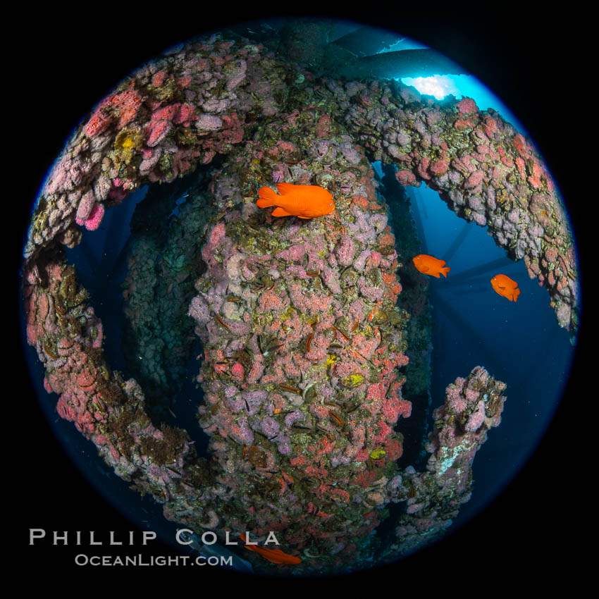 Oil Rig Ellen and Elly with invertebrate life growing on it and fish swimming around. Long Beach, California, USA, natural history stock photograph, photo id 34669