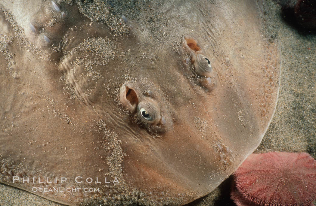 Thornback ray. La Jolla, California, USA, Platyrhinoidis triseriata, natural history stock photograph, photo id 05011