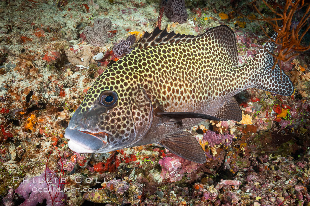 Plectorhinchus chaetodonoides, Many-spotted sweetlips, Fiji. Bligh Waters, Plectorhinchus chaetodonoides, natural history stock photograph, photo id 34904