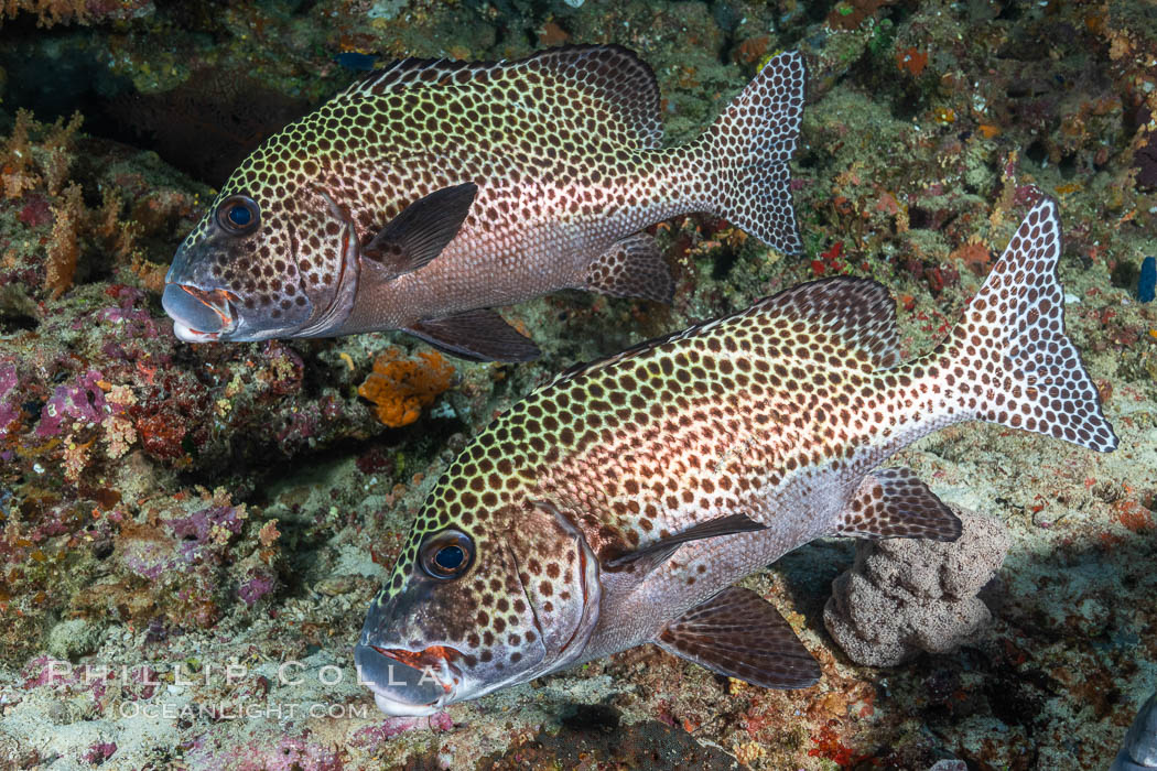 Plectorhinchus chaetodonoides, Many-spotted sweetlips, Fiji. Bligh Waters, Plectorhinchus chaetodonoides, natural history stock photograph, photo id 35021