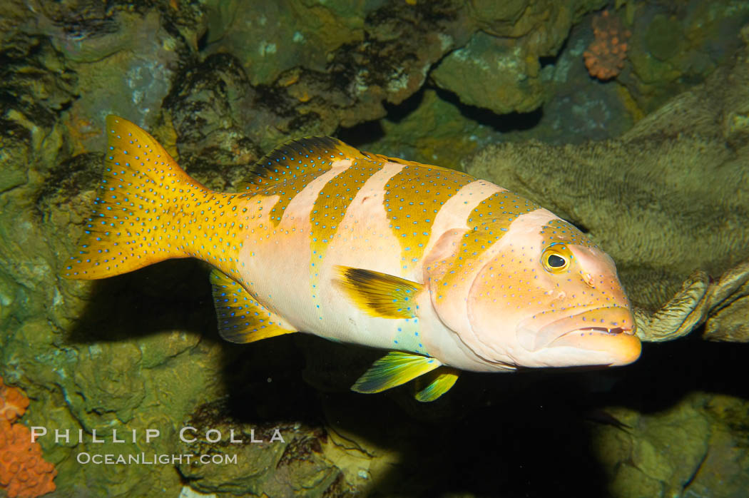 Black saddle grouper., Plectropomus laevis, natural history stock photograph, photo id 12936