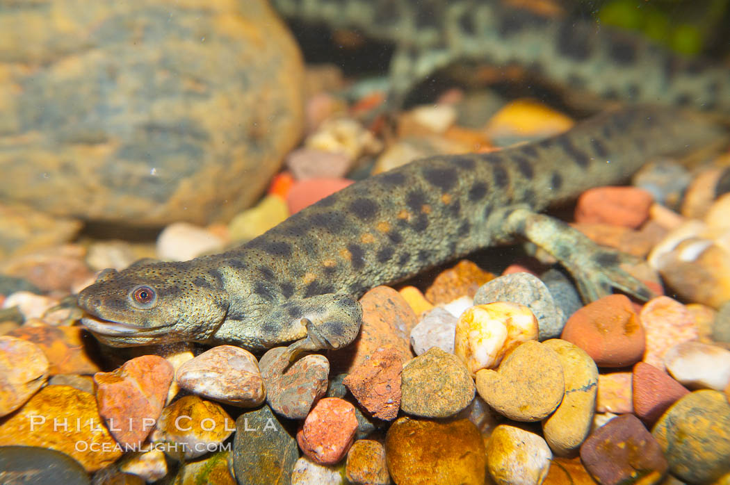 Spanish ribbed newt., Pleurodeles waltl, natural history stock photograph, photo id 13978