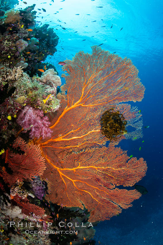 Plexauridae sea fan or gorgonian on coral reef. This gorgonian is a type of colonial alcyonacea soft coral that filters plankton from passing ocean currents. Namena Marine Reserve, Namena Island, Fiji, Gorgonacea, natural history stock photograph, photo id 34950