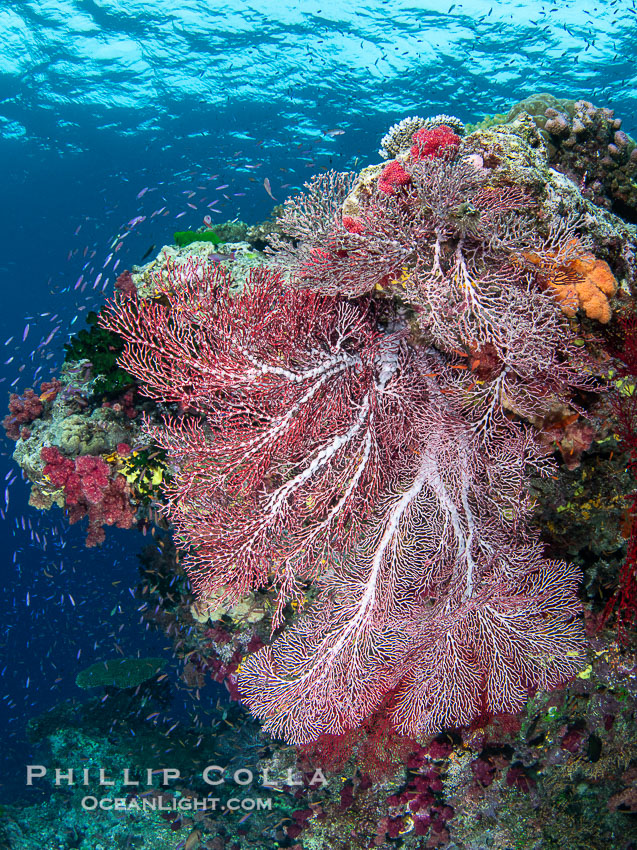 Plexauridae sea fan or gorgonian on coral reef. This gorgonian is a type of colonial alcyonacea soft coral that filters plankton from passing ocean currents. Namena Marine Reserve, Namena Island, Fiji, Gorgonacea, natural history stock photograph, photo id 41130