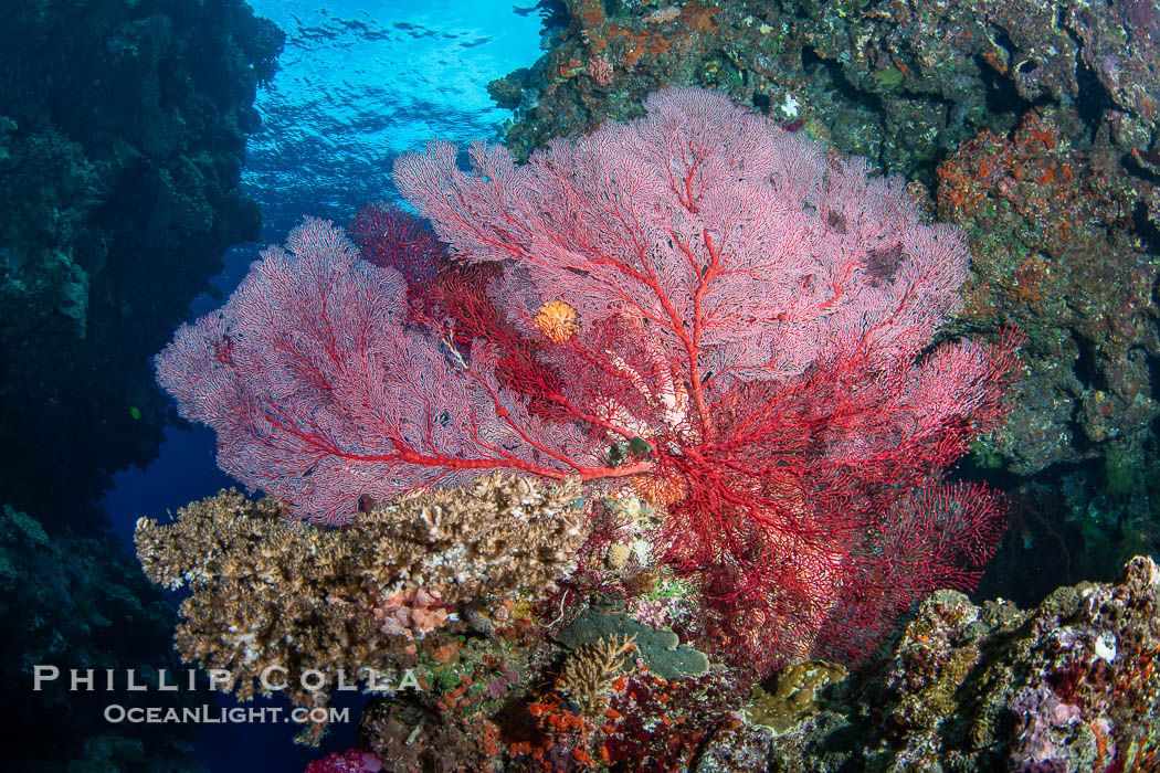 Plexauridae sea fan or gorgonian on coral reef. This gorgonian is a type of colonial alcyonacea soft coral that filters plankton from passing ocean currents. Vatu I Ra Passage, Bligh Waters, Viti Levu Island, Fiji, Gorgonacea, natural history stock photograph, photo id 41158