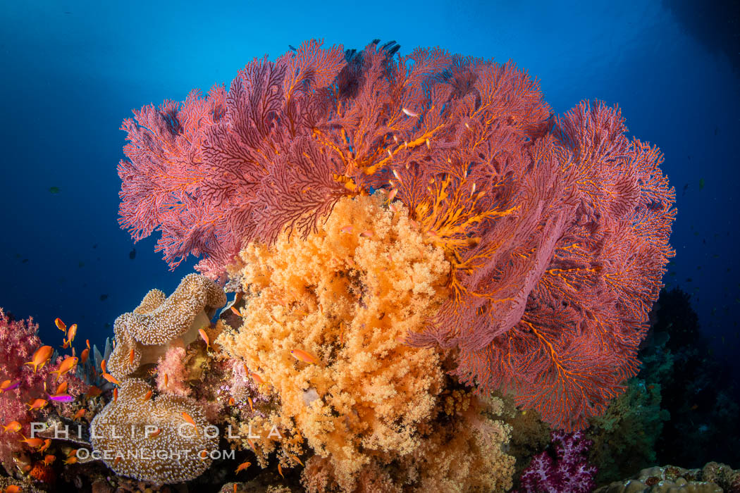 Plexauridae sea fan or gorgonian on coral reef. This gorgonian is a type of colonial alcyonacea soft coral that filters plankton from passing ocean currents, Gorgonacea, Vatu I Ra Passage, Bligh Waters, Viti Levu Island, Fiji