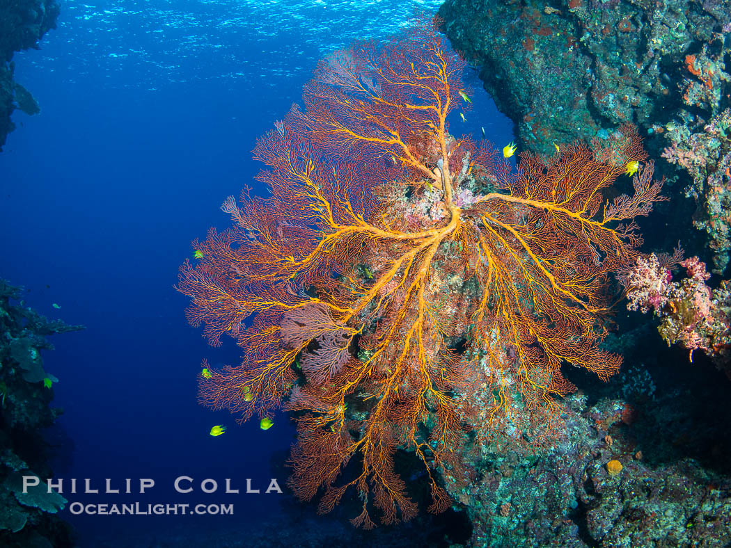 Plexauridae sea fan or gorgonian on coral reef. This gorgonian is a type of colonial alcyonacea soft coral that filters plankton from passing ocean currents. Vatu I Ra Passage, Bligh Waters, Viti Levu Island, Fiji, Gorgonacea, natural history stock photograph, photo id 41040