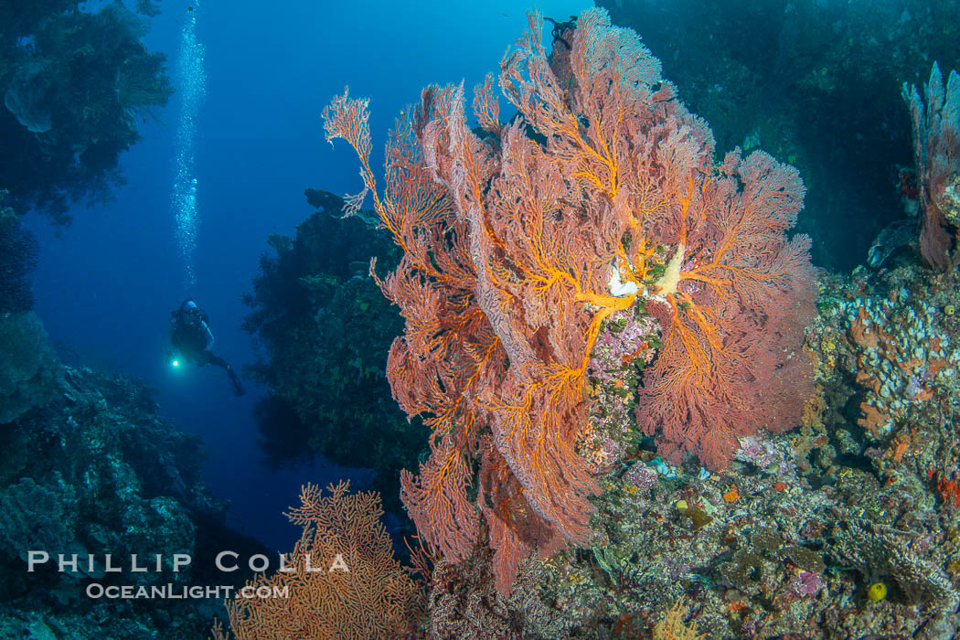 Plexauridae sea fan or gorgonian on coral reef. This gorgonian is a type of colonial alcyonacea soft coral that filters plankton from passing ocean currents. Vatu I Ra Passage, Bligh Waters, Viti Levu Island, Fiji, Gorgonacea, natural history stock photograph, photo id 41060