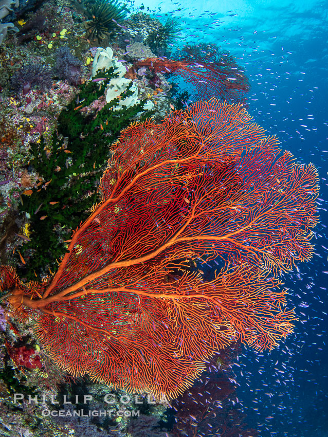 Plexauridae sea fan or gorgonian on coral reef. This gorgonian is a type of colonial alcyonacea soft coral that filters plankton from passing ocean currents. Namena Marine Reserve, Namena Island, Fiji, Gorgonacea, natural history stock photograph, photo id 41084