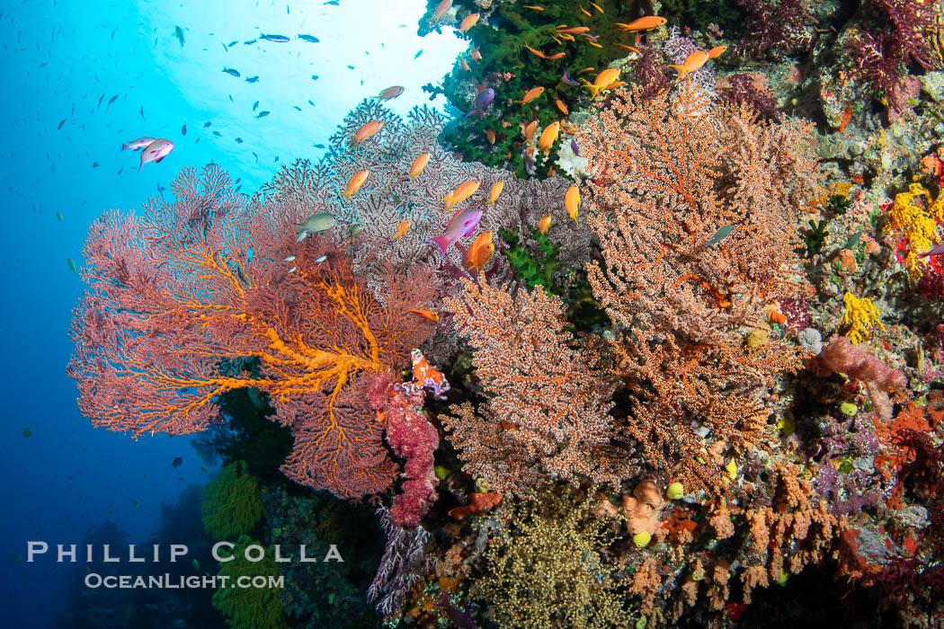 Plexauridae sea fan or gorgonian on coral reef. This gorgonian is a type of colonial alcyonacea soft coral that filters plankton from passing ocean currents. Vatu I Ra Passage, Bligh Waters, Viti Levu Island, Fiji, Gorgonacea, natural history stock photograph, photo id 41172