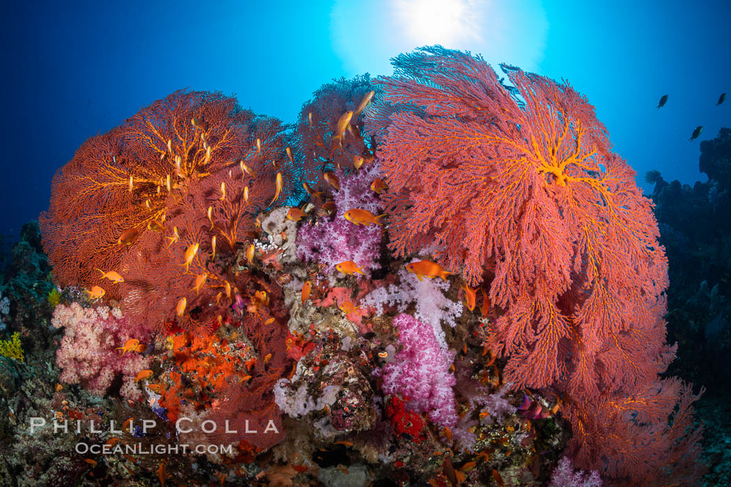 Plexauridae sea fan or gorgonian on coral reef. This gorgonian is a type of colonial alcyonacea soft coral that filters plankton from passing ocean currents, Gorgonacea, Vatu I Ra Passage, Bligh Waters, Viti Levu Island, Fiji