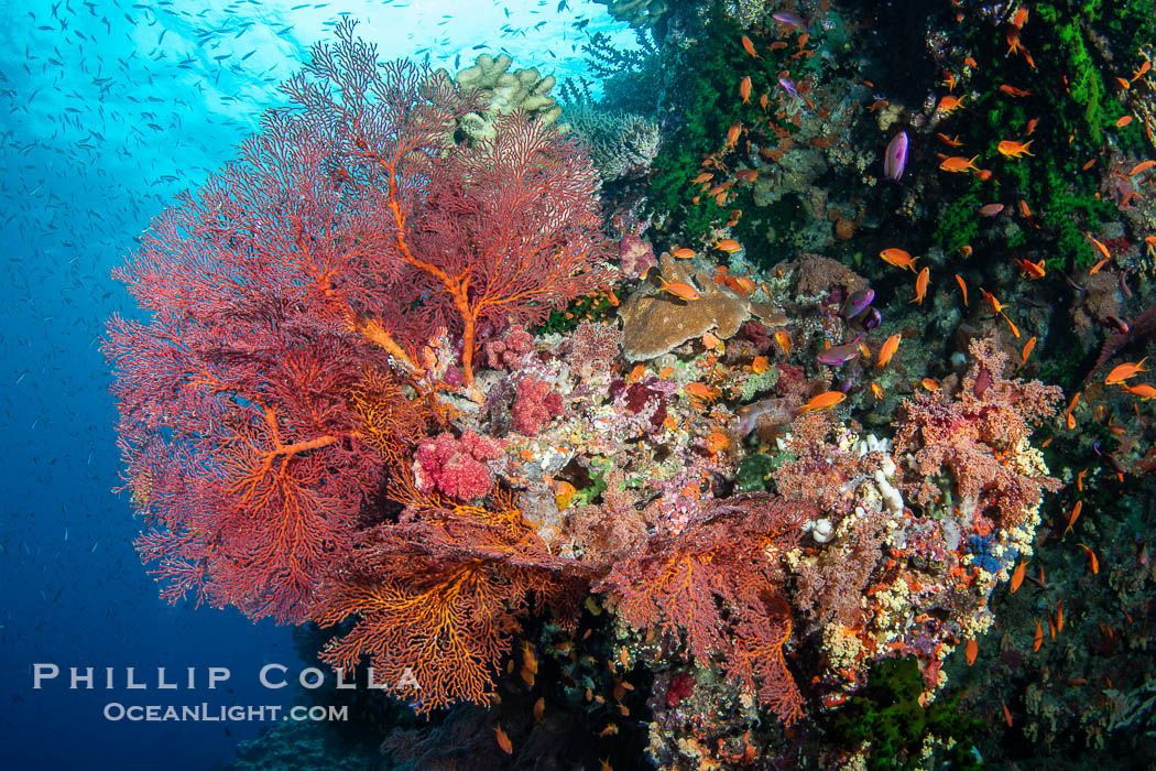 Plexauridae sea fan or gorgonian on coral reef. This gorgonian is a type of colonial alcyonacea soft coral that filters plankton from passing ocean currents. Vatu I Ra Passage, Bligh Waters, Viti Levu Island, Fiji, Gorgonacea, natural history stock photograph, photo id 41091