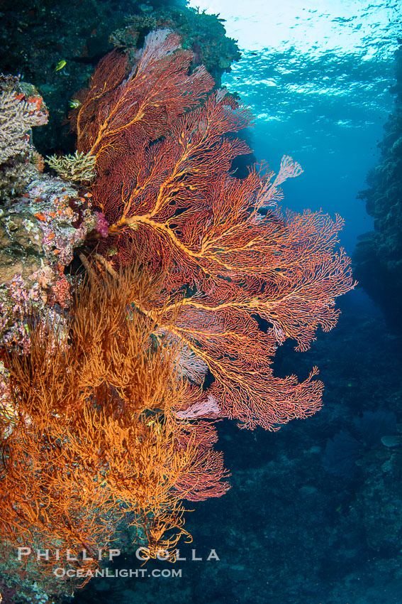 Plexauridae sea fan or gorgonian on coral reef. This gorgonian is a type of colonial alcyonacea soft coral that filters plankton from passing ocean currents. Vatu I Ra Passage, Bligh Waters, Viti Levu Island, Fiji, Gorgonacea, natural history stock photograph, photo id 41159