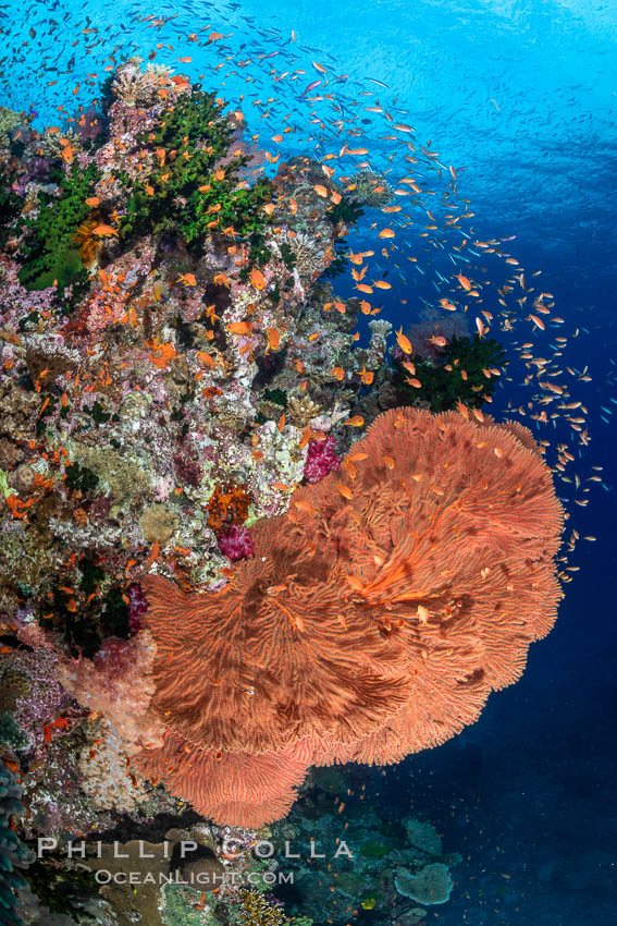 Plexauridae sea fan or gorgonian on coral reef. This gorgonian is a type of colonial alcyonacea soft coral that filters plankton from passing ocean currents. Bligh Waters, Fiji, Gorgonacea, natural history stock photograph, photo id 34909