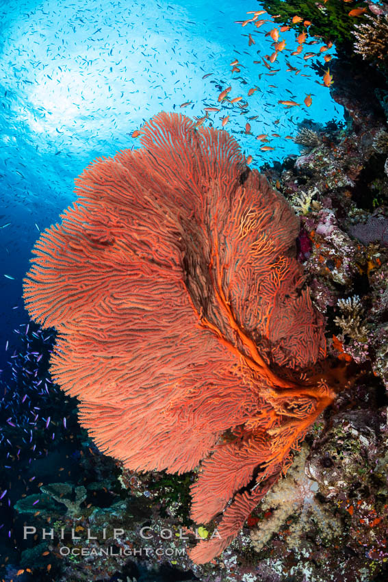 Plexauridae sea fan or gorgonian on coral reef. This gorgonian is a type of colonial alcyonacea soft coral that filters plankton from passing ocean currents, Gorgonacea, Bligh Waters, Fiji