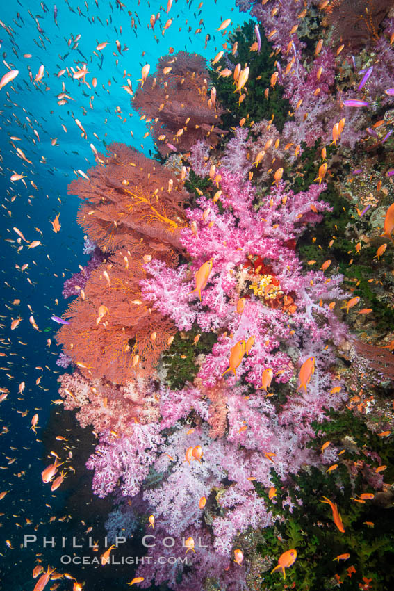 Beautiful South Pacific coral reef, with Plexauridae sea fans, schooling anthias fish and colorful dendronephthya soft corals, Fiji., Dendronephthya, Gorgonacea, Pseudanthias, natural history stock photograph, photo id 34766