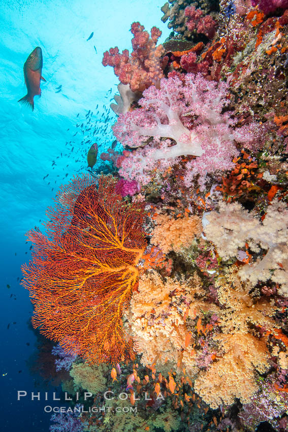 Beautiful South Pacific coral reef, with Plexauridae sea fans, schooling anthias fish and colorful dendronephthya soft corals, Fiji., Dendronephthya, Gorgonacea, Pseudanthias, natural history stock photograph, photo id 34858