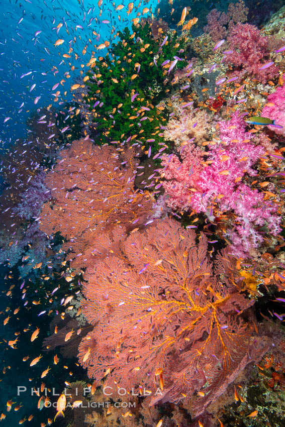 Beautiful South Pacific coral reef, with Plexauridae sea fans, schooling anthias fish and colorful dendronephthya soft corals, Fiji., Dendronephthya, Gorgonacea, Pseudanthias, natural history stock photograph, photo id 34922
