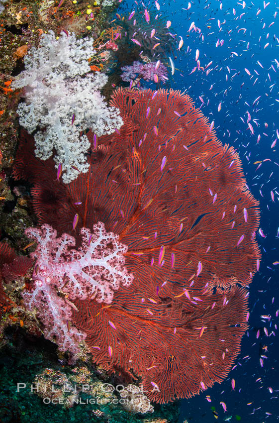 Beautiful South Pacific coral reef, with Plexauridae sea fans, schooling anthias fish and colorful dendronephthya soft corals, Fiji. Namena Marine Reserve, Namena Island, Dendronephthya, Gorgonacea, Pseudanthias, natural history stock photograph, photo id 35010