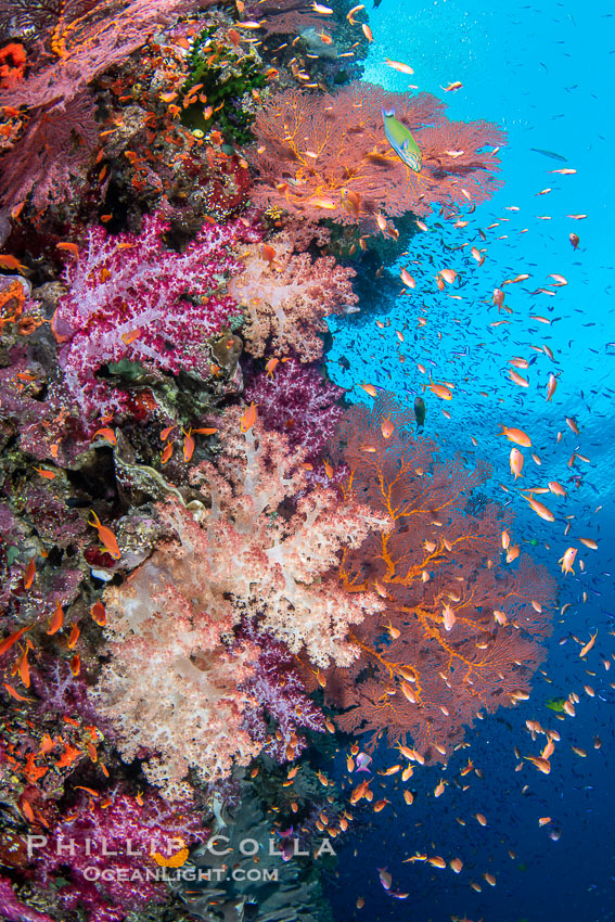 Beautiful South Pacific coral reef, with Plexauridae sea fans, schooling anthias fish and colorful dendronephthya soft corals, Fiji. Vatu I Ra Passage, Bligh Waters, Viti Levu Island, Dendronephthya, Gorgonacea, Pseudanthias, natural history stock photograph, photo id 41050