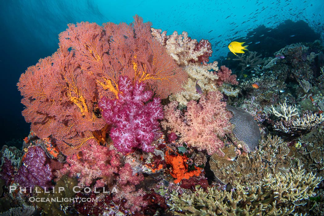 Beautiful South Pacific coral reef, with Plexauridae sea fans, schooling anthias fish and colorful dendronephthya soft corals, Fiji. Vatu I Ra Passage, Bligh Waters, Viti Levu Island, Dendronephthya, Gorgonacea, natural history stock photograph, photo id 41054