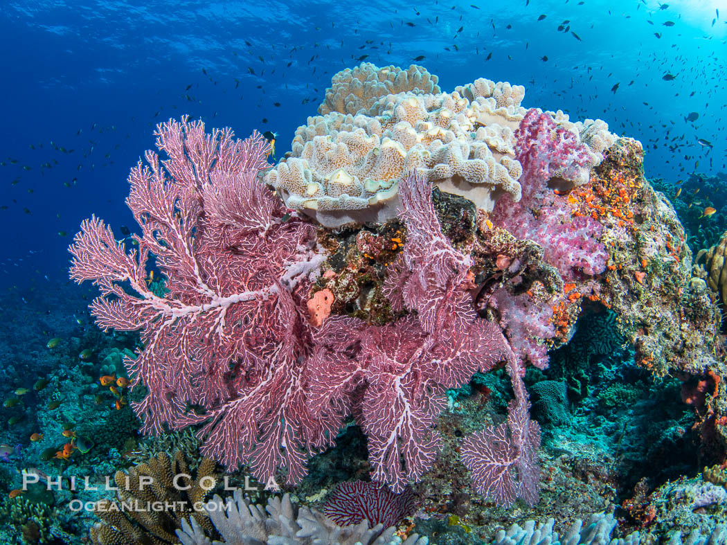 Beautiful South Pacific coral reef, with Plexauridae sea fans, schooling anthias fish and colorful dendronephthya soft corals, Fiji. Namena Marine Reserve, Namena Island, Dendronephthya, Gorgonacea, natural history stock photograph, photo id 41078