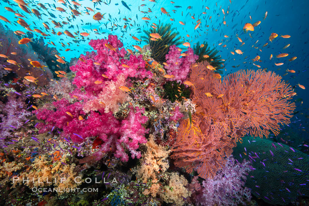 Beautiful South Pacific coral reef, with Plexauridae sea fans, schooling anthias fish and colorful dendronephthya soft corals, Fiji, Dendronephthya, Gorgonacea, Pseudanthias