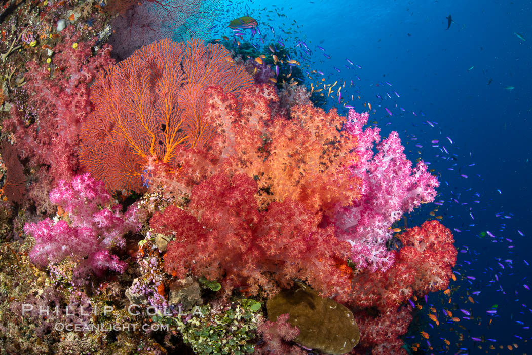 Beautiful South Pacific coral reef, with Plexauridae sea fans, schooling anthias fish and colorful dendronephthya soft corals, Fiji., Dendronephthya, Gorgonacea, Pseudanthias, natural history stock photograph, photo id 34820