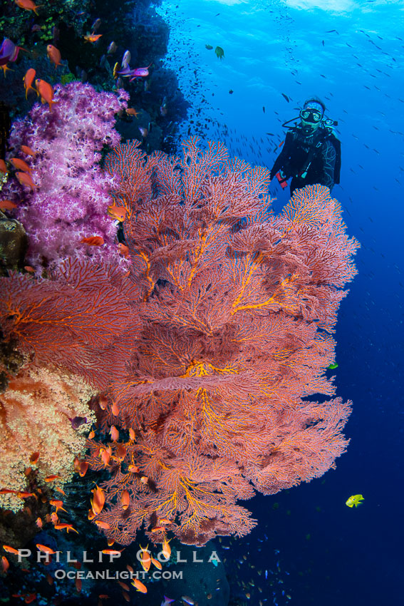 Beautiful South Pacific coral reef, with Plexauridae sea fans, schooling anthias fish and colorful dendronephthya soft corals, Fiji. Vatu I Ra Passage, Bligh Waters, Viti Levu Island, Dendronephthya, Gorgonacea, natural history stock photograph, photo id 41056