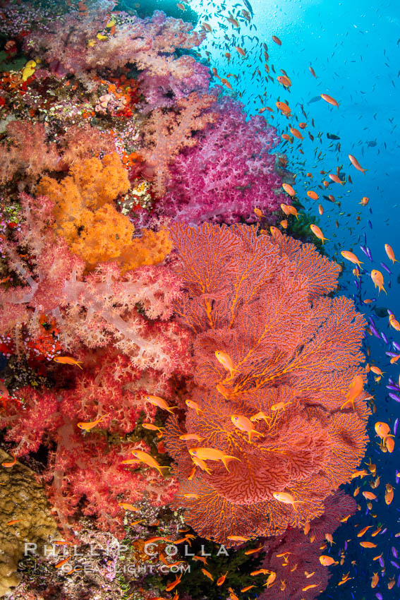 Beautiful South Pacific coral reef, with Plexauridae sea fans, schooling anthias fish and colorful dendronephthya soft corals, Fiji., Dendronephthya, Gorgonacea, Pseudanthias, natural history stock photograph, photo id 34803