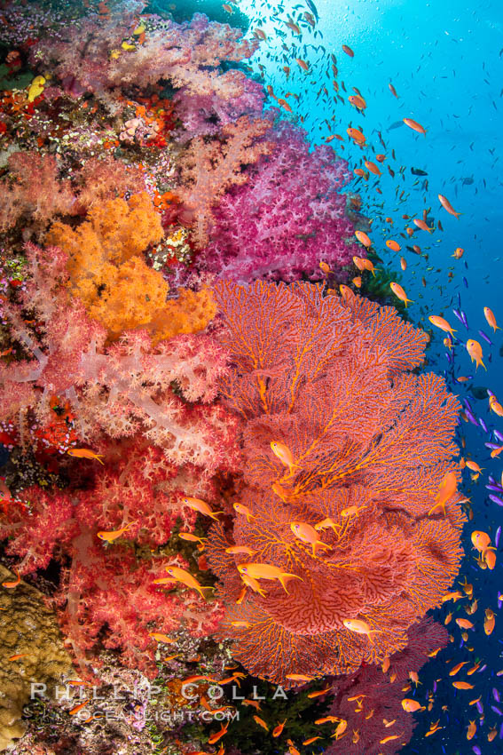 Beautiful South Pacific coral reef, with Plexauridae sea fans, schooling anthias fish and colorful dendronephthya soft corals, Fiji, Dendronephthya, Gorgonacea, Pseudanthias