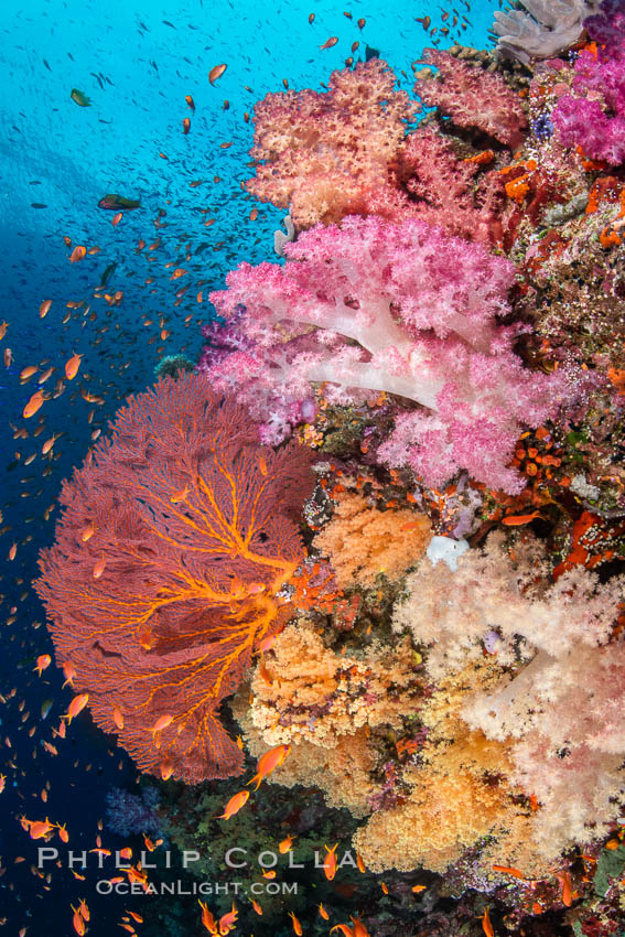 Beautiful South Pacific coral reef, with Plexauridae sea fans, schooling anthias fish and colorful dendronephthya soft corals, Fiji. Vatu I Ra Passage, Bligh Waters, Viti Levu Island, Dendronephthya, Gorgonacea, Pseudanthias, natural history stock photograph, photo id 34815