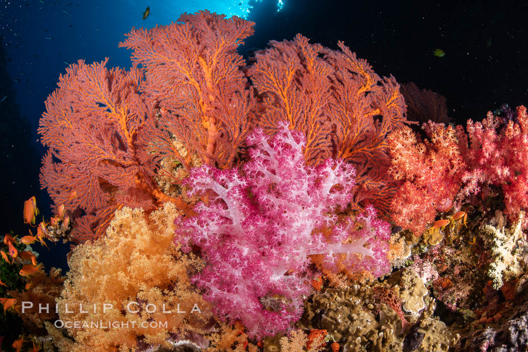 Beautiful South Pacific coral reef, with Plexauridae sea fans, schooling anthias fish and colorful dendronephthya soft corals, Fiji., Dendronephthya, Gorgonacea, Pseudanthias, natural history stock photograph, photo id 34851