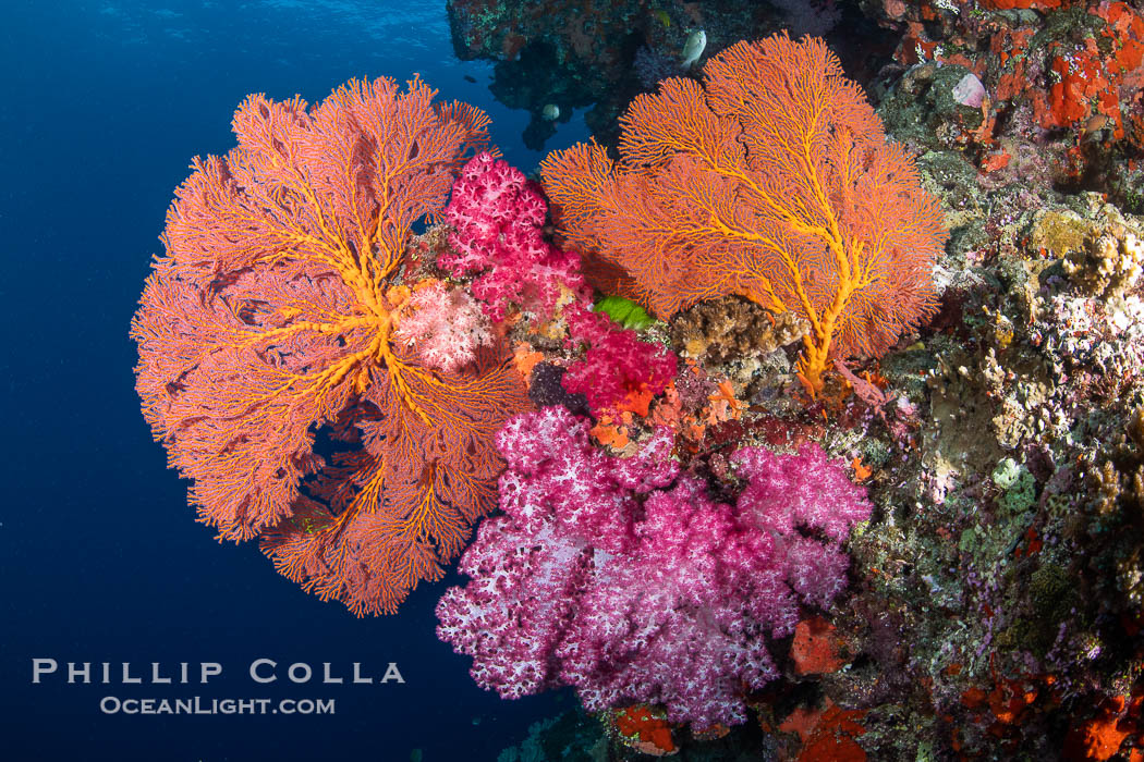 Beautiful South Pacific coral reef, with Plexauridae sea fans, schooling anthias fish and colorful dendronephthya soft corals, Fiji., Dendronephthya, Gorgonacea, Pseudanthias, natural history stock photograph, photo id 34975