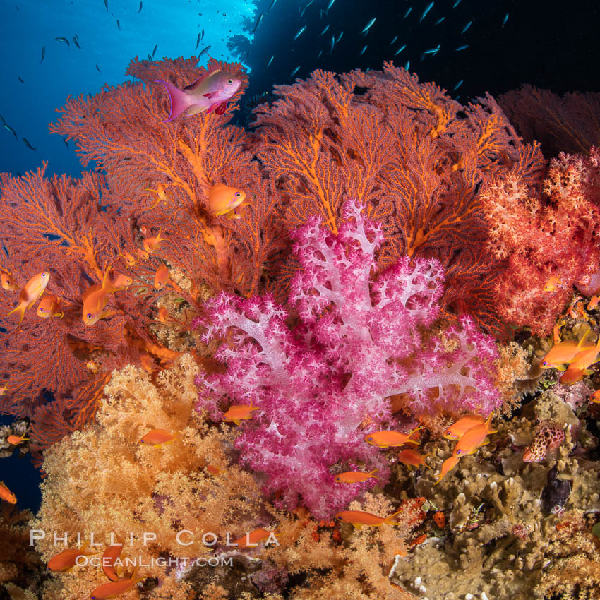 Beautiful South Pacific coral reef, with Plexauridae sea fans, schooling anthias fish and colorful dendronephthya soft corals, Fiji., Dendronephthya, Gorgonacea, Pseudanthias, natural history stock photograph, photo id 34995