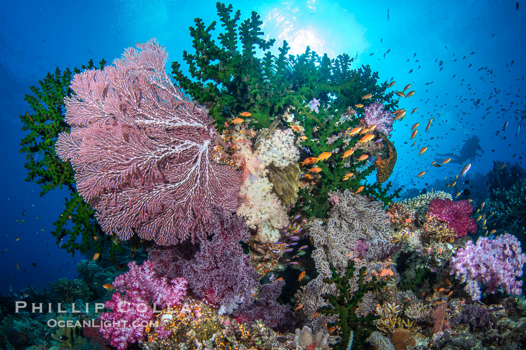 Beautiful South Pacific coral reef, with Plexauridae sea fans, schooling anthias fish and colorful dendronephthya soft corals, Fiji. Namena Marine Reserve, Namena Island, Dendronephthya, Gorgonacea, Tubastrea micrantha, natural history stock photograph, photo id 41079
