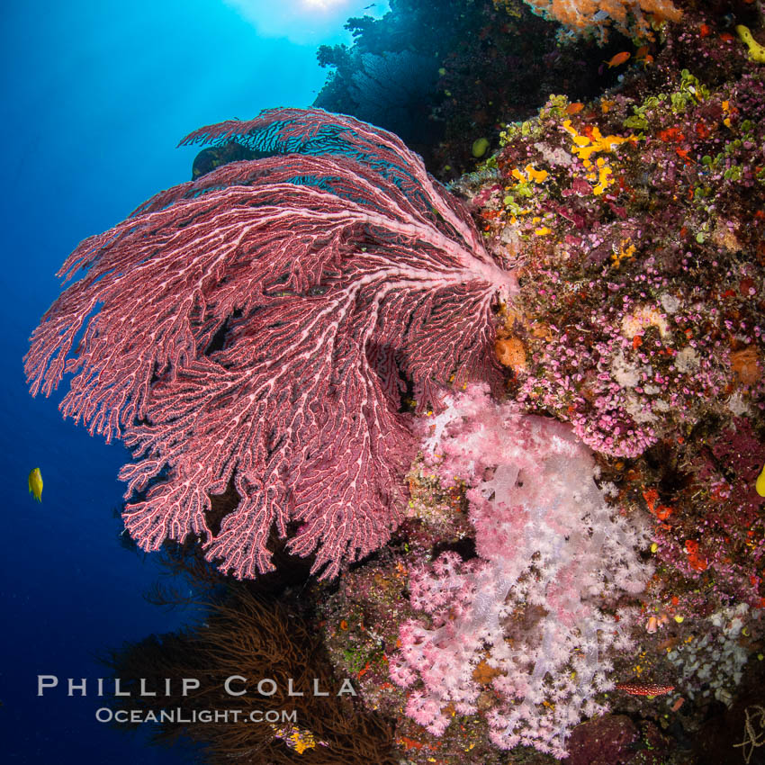 Beautiful South Pacific coral reef, with Plexauridae sea fans, schooling anthias fish and colorful dendronephthya soft corals, Fiji, Dendronephthya, Gorgonacea, Pseudanthias, Namena Marine Reserve, Namena Island