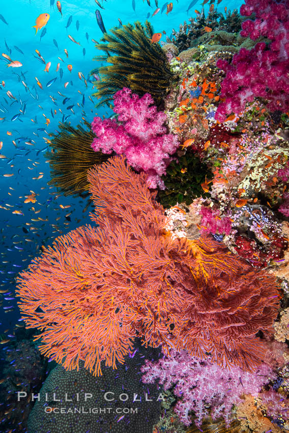 Beautiful South Pacific coral reef, with Plexauridae sea fans, schooling anthias fish and colorful dendronephthya soft corals, Fiji., Dendronephthya, Gorgonacea, Pseudanthias, natural history stock photograph, photo id 34769