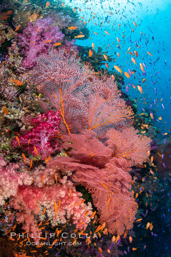 Beautiful South Pacific coral reef, with Plexauridae sea fans, schooling anthias fish and colorful dendronephthya soft corals, Fiji., Dendronephthya, Gorgonacea, Pseudanthias, natural history stock photograph, photo id 34853