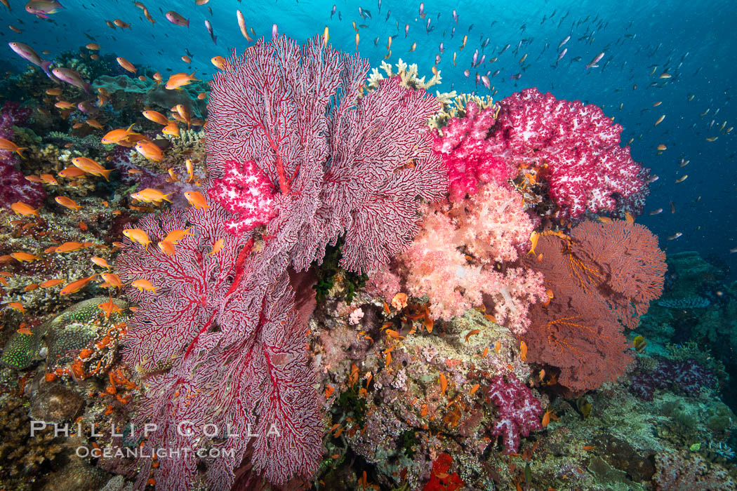 Beautiful South Pacific coral reef, with Plexauridae sea fans, schooling anthias fish and colorful dendronephthya soft corals, Fiji., Dendronephthya, Gorgonacea, Pseudanthias, natural history stock photograph, photo id 34857