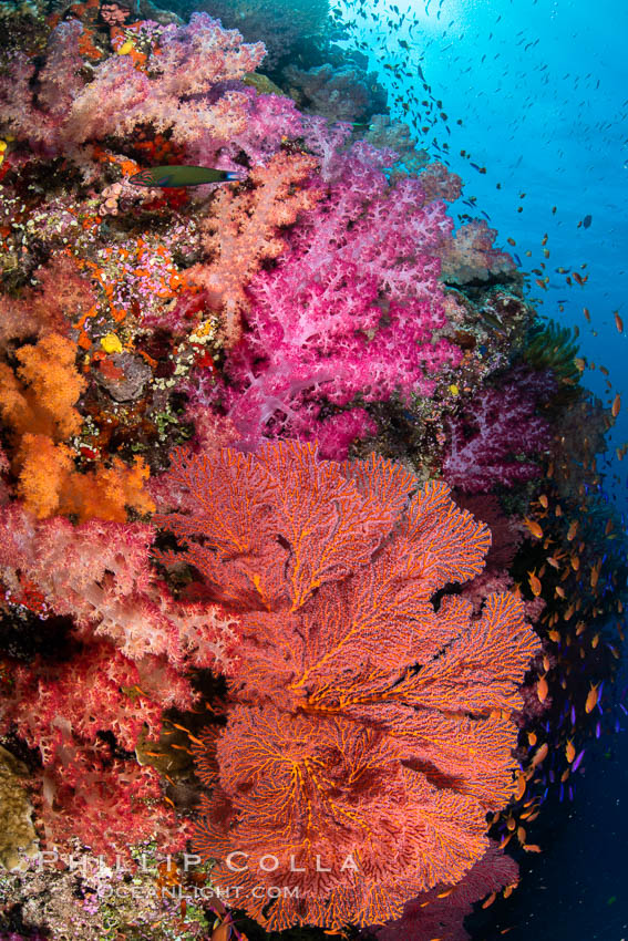 Beautiful South Pacific coral reef, with Plexauridae sea fans, schooling anthias fish and colorful dendronephthya soft corals, Fiji., Dendronephthya, Gorgonacea, Pseudanthias, natural history stock photograph, photo id 34937