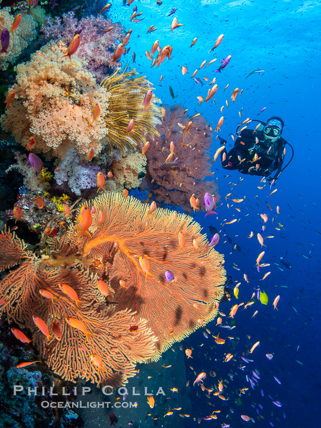 Tracy over a beautiful South Pacific coral reef, with Plexauridae sea fans, schooling anthias fish and colorful dendronephthya soft corals, Fiji. Vatu I Ra Passage, Bligh Waters, Viti Levu Island, Dendronephthya, Gorgonacea, Pseudanthias, natural history stock photograph, photo id 41033