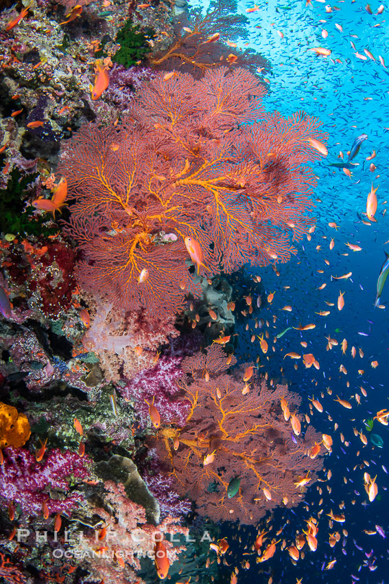 Beautiful South Pacific coral reef, with Plexauridae sea fans, schooling anthias fish and colorful dendronephthya soft corals, Fiji. Vatu I Ra Passage, Bligh Waters, Viti Levu Island, Dendronephthya, Gorgonacea, Pseudanthias, natural history stock photograph, photo id 41045