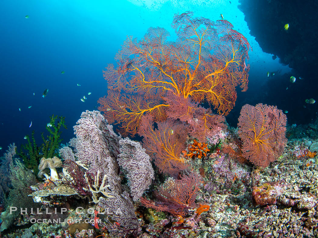 Beautiful South Pacific coral reef, with Plexauridae sea fans, schooling anthias fish and colorful dendronephthya soft corals, Fiji., Dendronephthya, Gorgonacea, natural history stock photograph, photo id 41073
